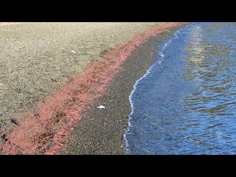 エビが異常発生して海岸がエグいことになってる