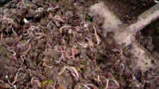 preview picture of video 'Lombricultura en la Municipalidad de La Pintana'