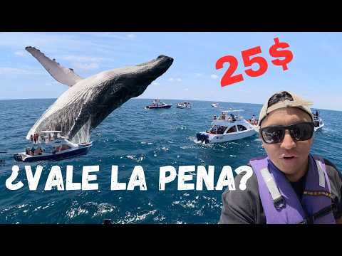 Ballenas jorobadas saltando PUERTO LÓPEZ -Manabí ¿vale la pena el Tour?
