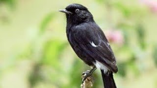 Download lagu Perawatan Burung Decu agar cepat berkicau😁😁😁 mp3 Download lagu Perawatan Burung Decu agar cepat berkicau😁😁😁 mp3