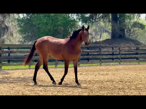 Onyx ERR video 2