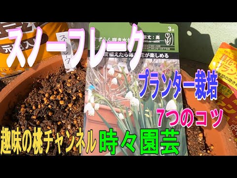 小低木のバラ「スノーフレーク」 植物
