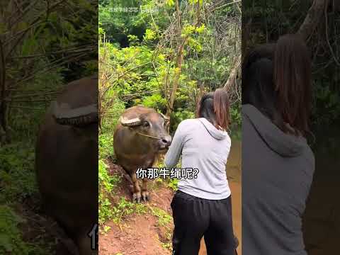 能把牛养成狗的女孩出现了～