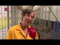 Pluimveesector staat te springen om personeel