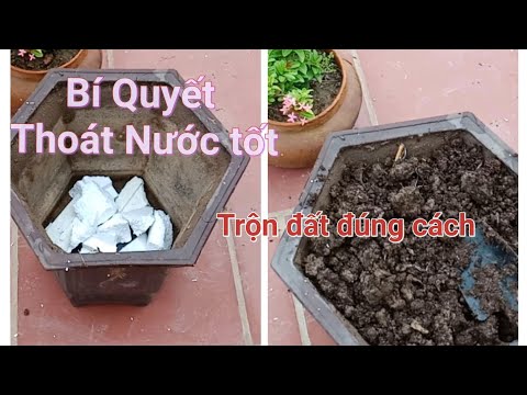 Kĩ thuật trộn đất và trồng cây trong chậu,  không ngập úng, cây khỏe