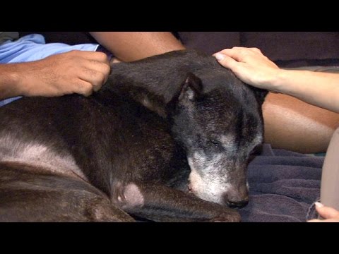 Vet brings peace to pets, families with in-home euthanasia