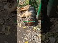 Cute Dog Is Enjoying In Sunrays Whos That Dog PetLover FamilyDog Hammyandolivia CuteAnimals Nature F