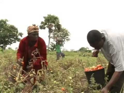 Tomato Farming in Kpetoe, Ghana - Watch Video