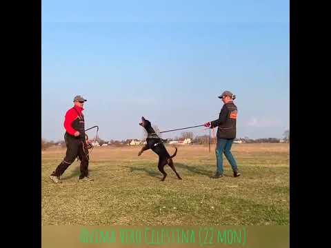 European Doberman training protection. Anima Vero Celestina (22 mon)