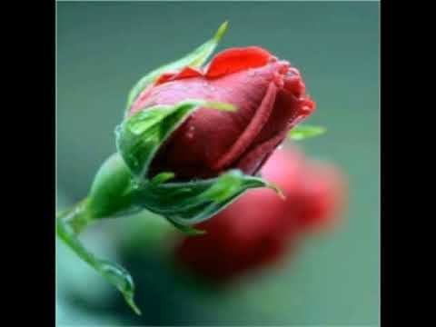 DEMETRIO AROI TI VOGGHIU BENI