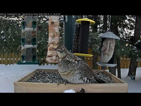Tight Squeeze For A Ruffed Grouse – Jan. 11, 2019