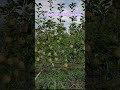 stooli orchard system #fruit #apple #garden #ihavethisthingwithplants