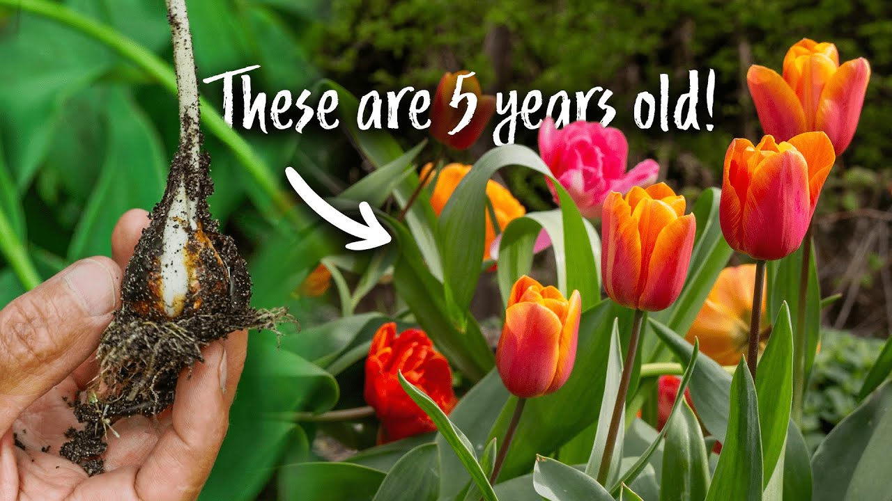 How to Store Tulip Bulbs (for Better Flowering Next Year!)