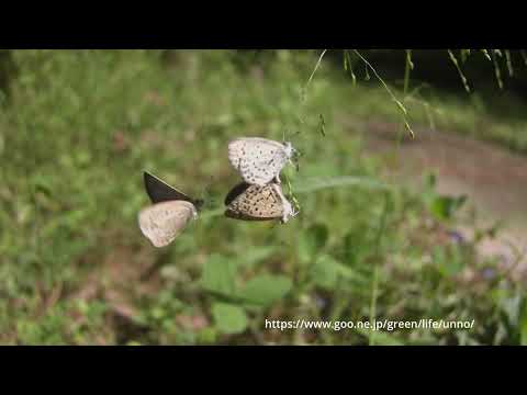 ヤマトシジミの交尾と求愛