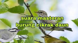 Download lagu masteran burung cikrak daun mp3