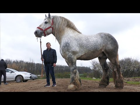 Armăsari pentru montă, Iepe - Remus Todor de la Apa - Satu Mare 2023