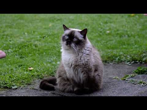 #short, beautiful cat#short