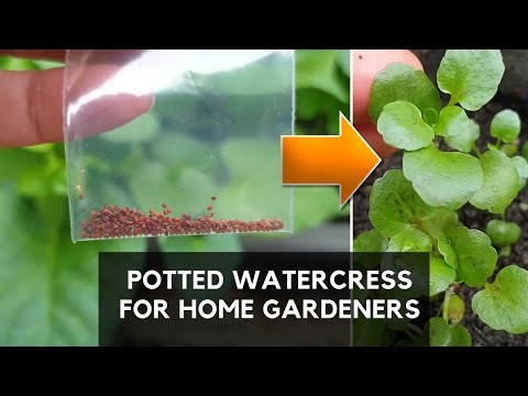 HOW YOU CAN GROW SUPERFOOD WATERCRESS in POTS successfully | Easy Method for Home Gardeners