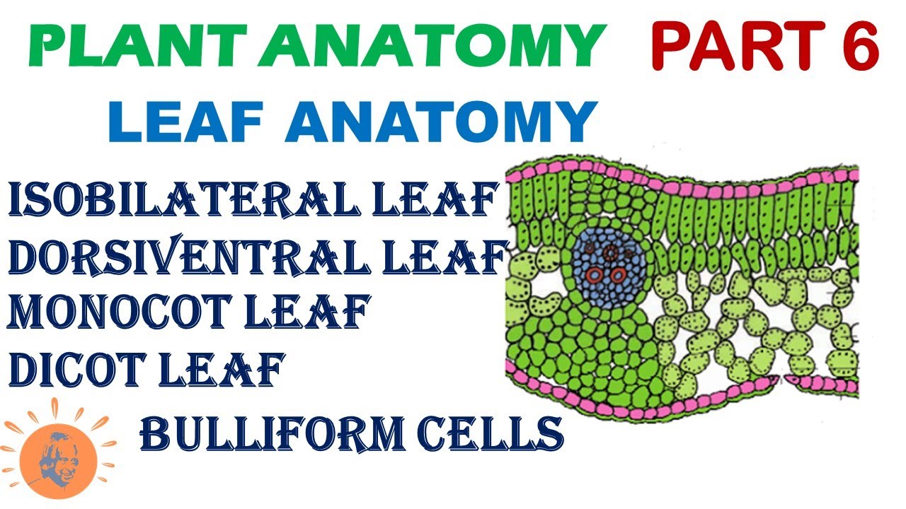 Plant Anatomy 6 | Leaf Anatomy | Dorsiventral vs Isobilateral Leaf |  Dicot vs Monocot Leaf