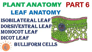 Plant Anatomy 6 | Leaf Anatomy | Dorsiventral vs Isobilateral Leaf |  Dicot vs Monocot Leaf