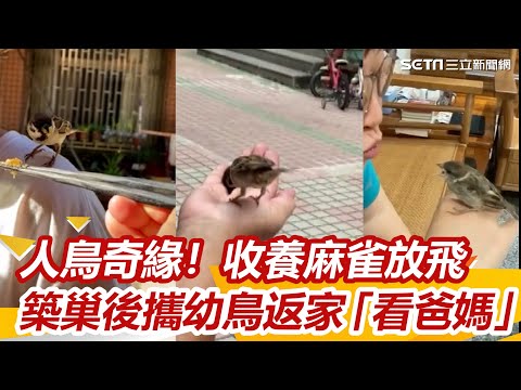 麻雀會築巢嗎