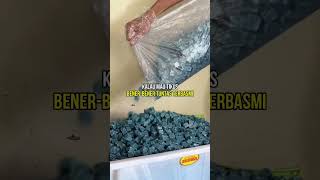 Download lagu Salah pilih racun tikus emang bener bisa bahaya! 🔥#tikus #rumah #kantor #rat jalantikus #basmitikus mp3 Download lagu Salah pilih racun tikus emang bener bisa bahaya! 🔥#tikus #rumah #kantor #rat jalantikus #basmitikus mp3