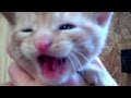 Cute Orange Tabby Cat Meowing VERY Loud