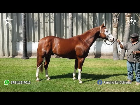 Visita a Rancho La Cofradía 2023 - Parte 1 de 3 -  Sementales y Yeguas de Cría