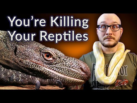 Top 5 Reptiles YOU Are Keeping WRONG | Most Neglected Reptiles in 2021