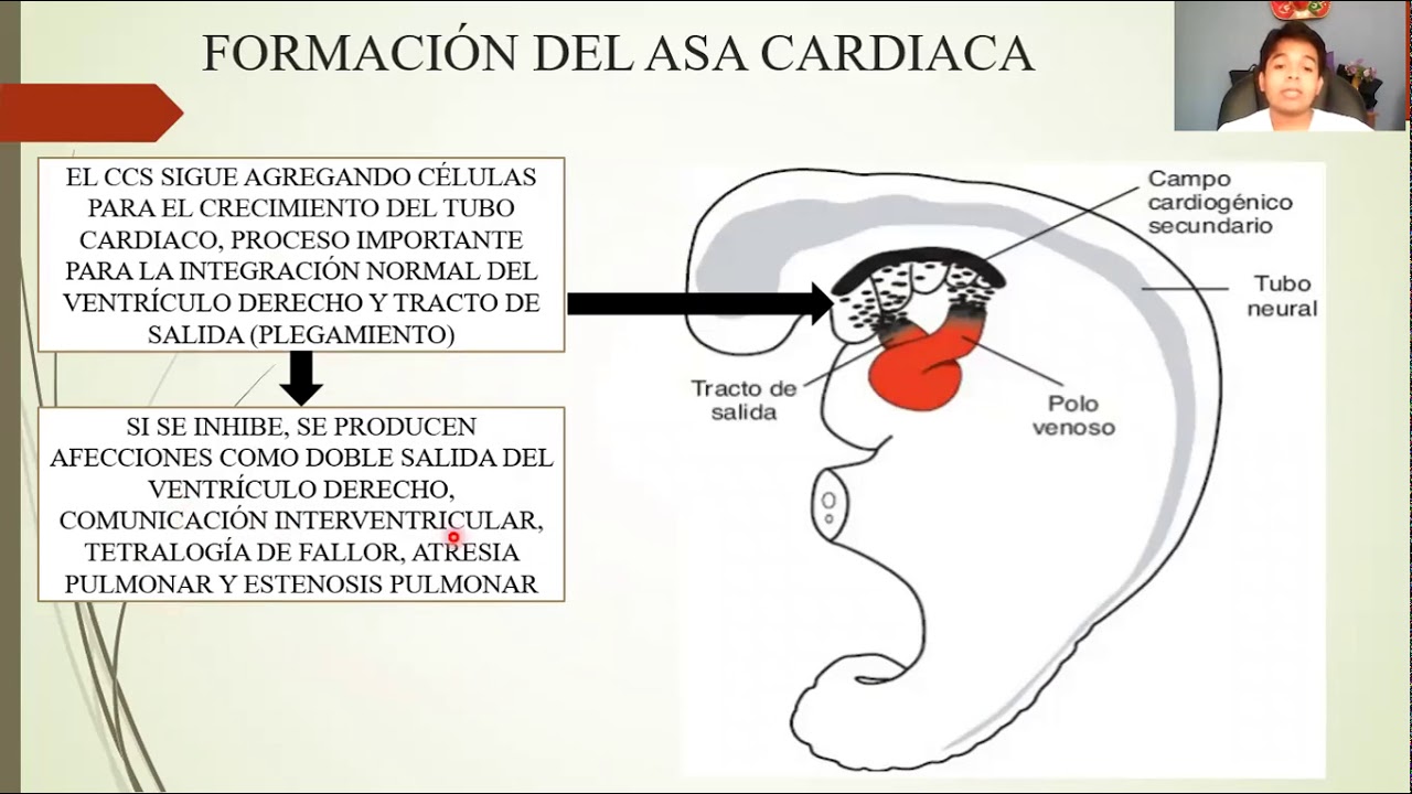 EMBRIOLOGÍA: SISTEMA CARDIOVASCULAR