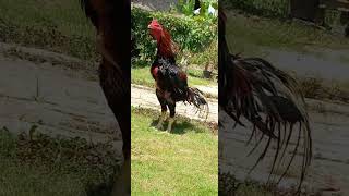 Download lagu pembantai ayam kampung , Bangkok klasik super big !! mp3