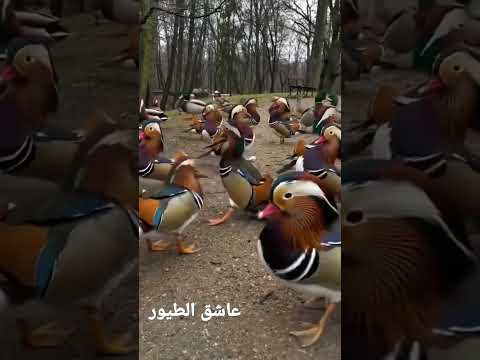#بط#وز#بش