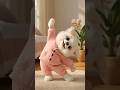 Adorable Puppy Dance In Pink Outfit Funny Dog Video 2025 Shorts CuteDog
