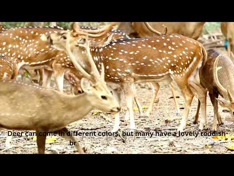 #Beautiful Herd of Spotted Deer | #shortvideo