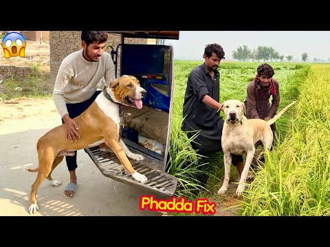 BADSHAH KA HEAVY BULLY DOG SY PHADDA FIX HOGHYA😱
