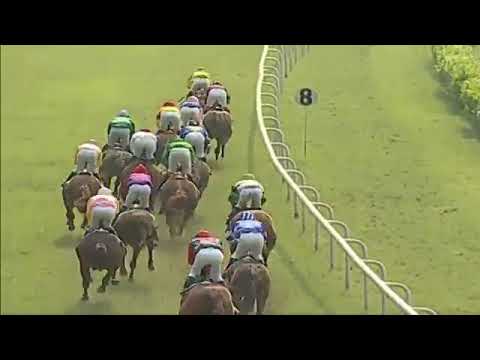 The Astounding Handicap winner ONEDERBOY