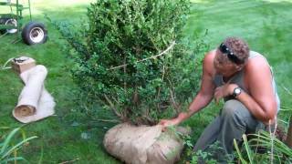 How to Transplant a Shrub