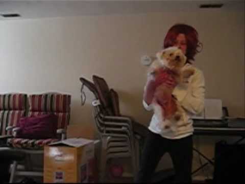 [APH] It's sunny in Italy~ Part 1 (Pilot) ~ Italy on pets