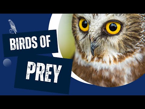 Why Are Birds of Prey Special?