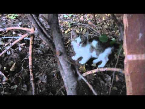 VBaku 2013 Sony Camera 331