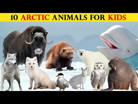 10 Arctic Animals for Kids | Exploring Arctic Animals | Polar Animals