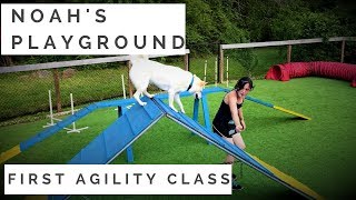 Noah's Playground: First Dog Agility Class