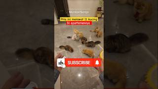 Download lagu The story of a man who became a true cat lover #shorts #cat #catlover #cat mp3 Download lagu The story of a man who became a true cat lover #shorts #cat #catlover #cat mp3