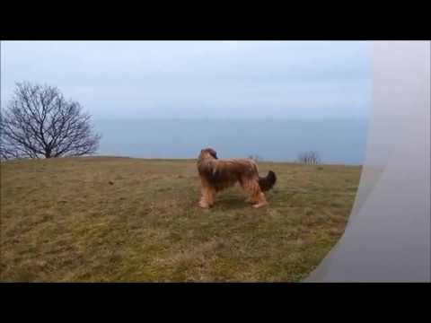 Briard BRUNO am Göhrener Drachenberg 06.02.2017