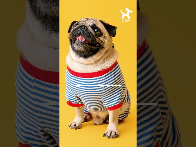 Vídeo relacionado con Roses&Poetry - Collar de perro reflectante con patrón de color rosa pálido degradado, collares ajustables y duraderos para perros pequeños, medianos y grandes (rosa pálido, talla M)