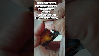 Download lagu Mudah Banget! Pasang Ring Untuk Burung Sogon. mp3 Download lagu Mudah Banget! Pasang Ring Untuk Burung Sogon. mp3