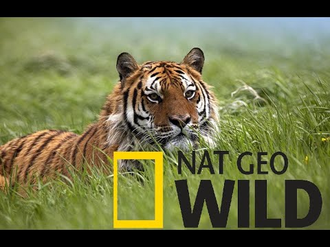 #11. Тайны дикой природы Индии. Бенгальский тигр. Nat Geo Wild