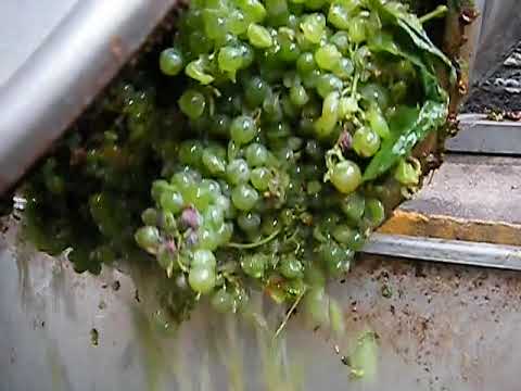 Ragazzini pumps whole grape bunches