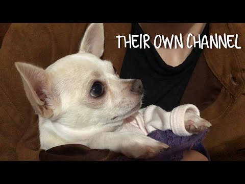 Sleepy Lucrecia, my chihuahua/ Mi chihuahua dormilona/ Ma chihuahua fatiguée/ TheirOwnChannel