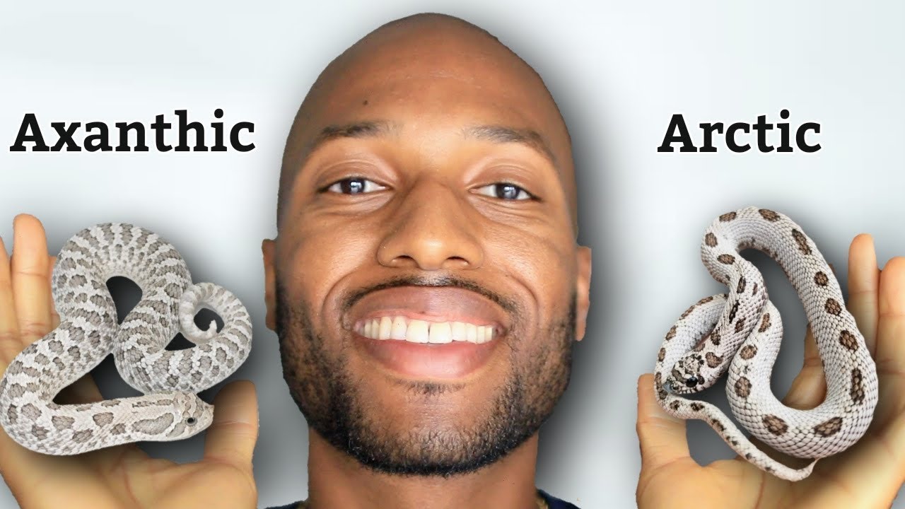Axanthic vs Arctic Hognose Morphs